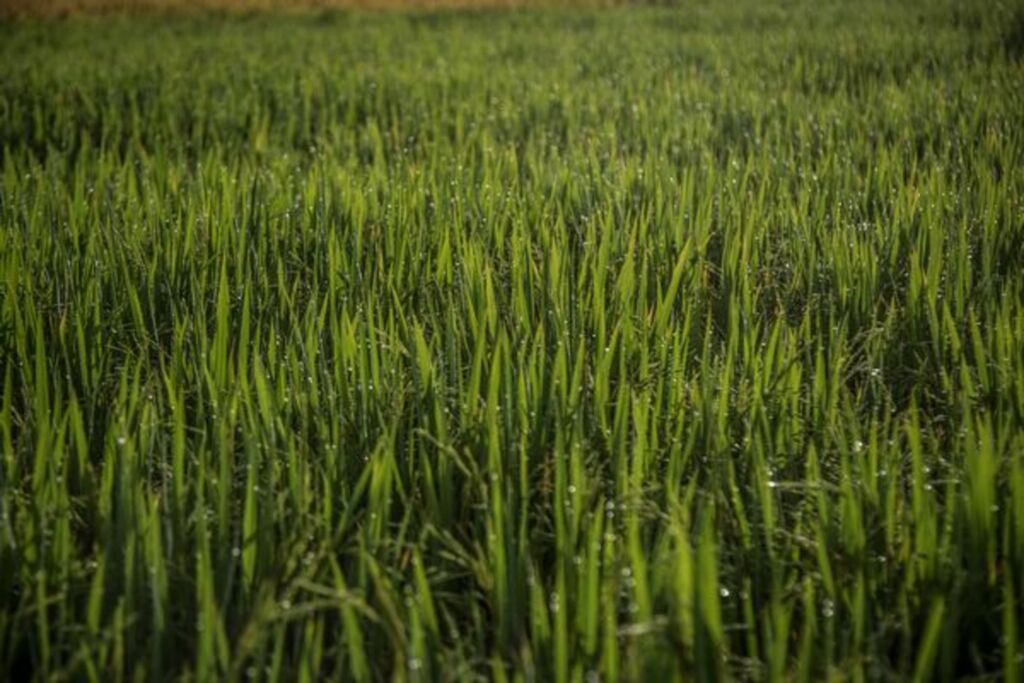 Setor arrozeiro defende medidas ambientais para dar competitividade ao produtor