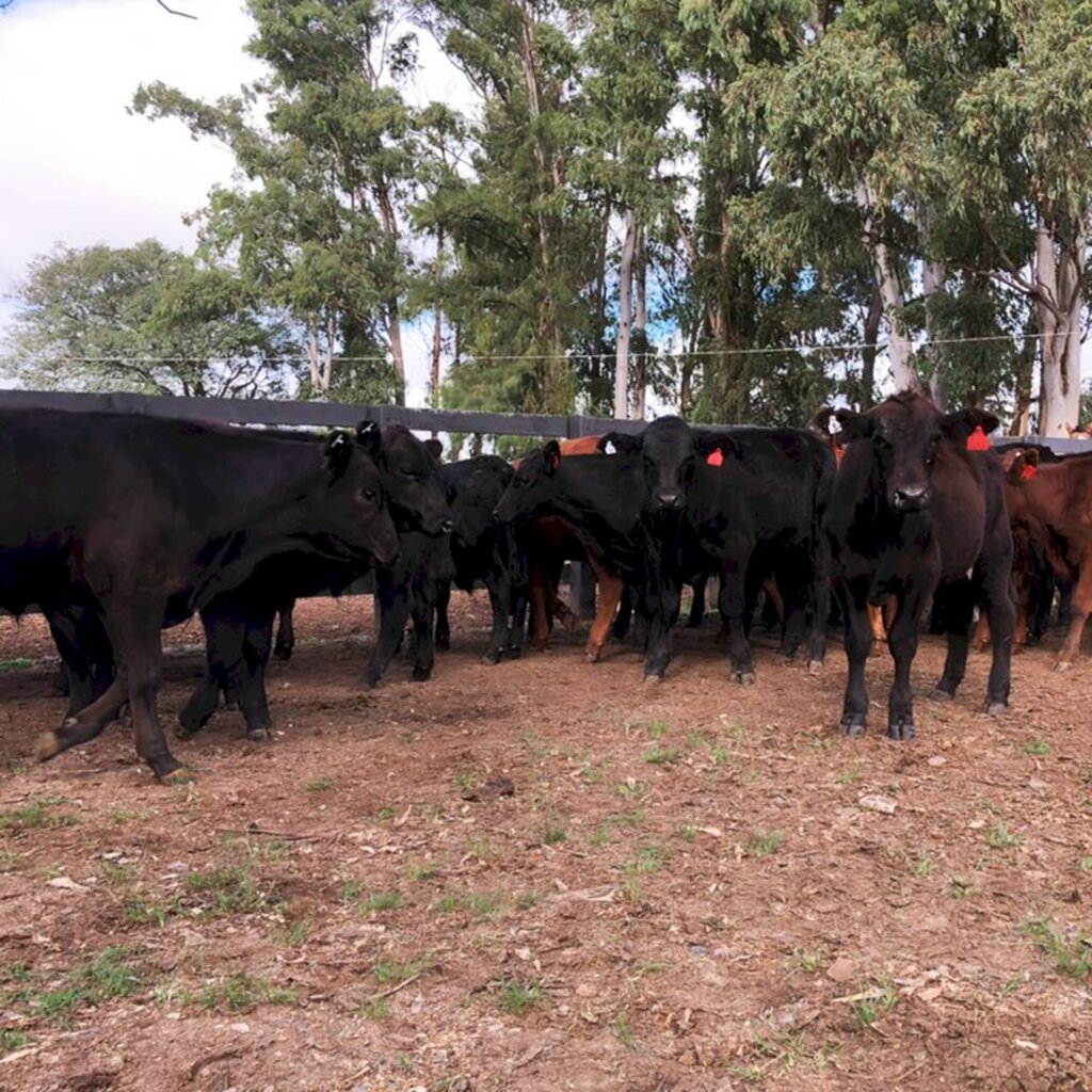 Itapitocai colocará em pista 1,2 mil animais cruza Angus