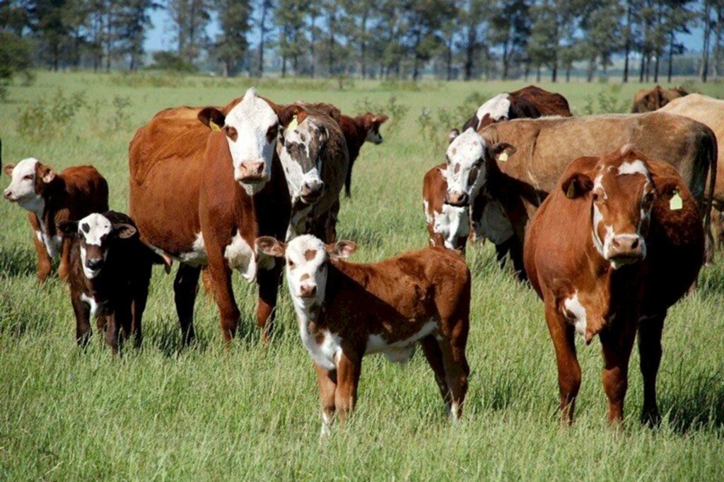 Declaração anual de rebanho deve ser entregue até 30 de dezembro