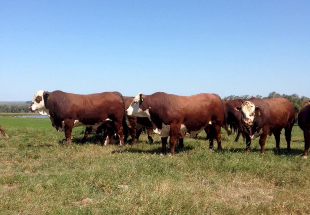 Inseminação artificial ajuda a difundir trabalho genético na pecuária