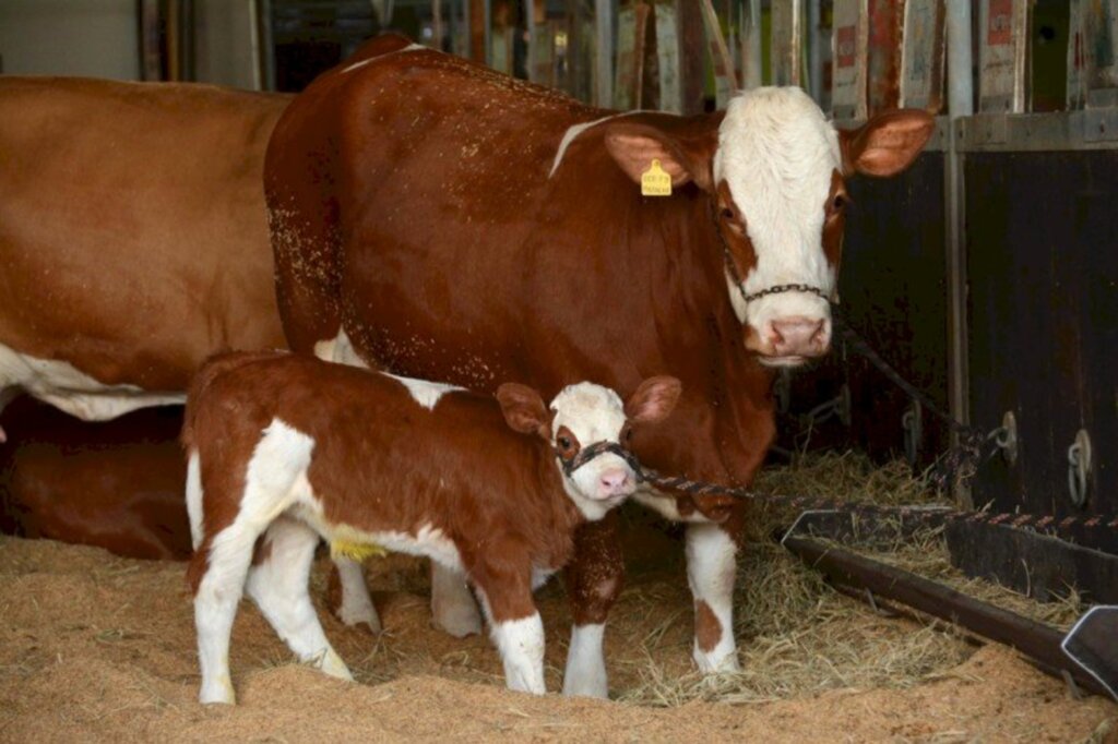 Mais de mil animais marcam presença na Expointer Digital 2020