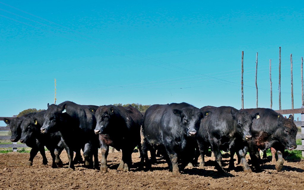 Angus e Embrapa anunciam campeões de Eficiência Alimentar