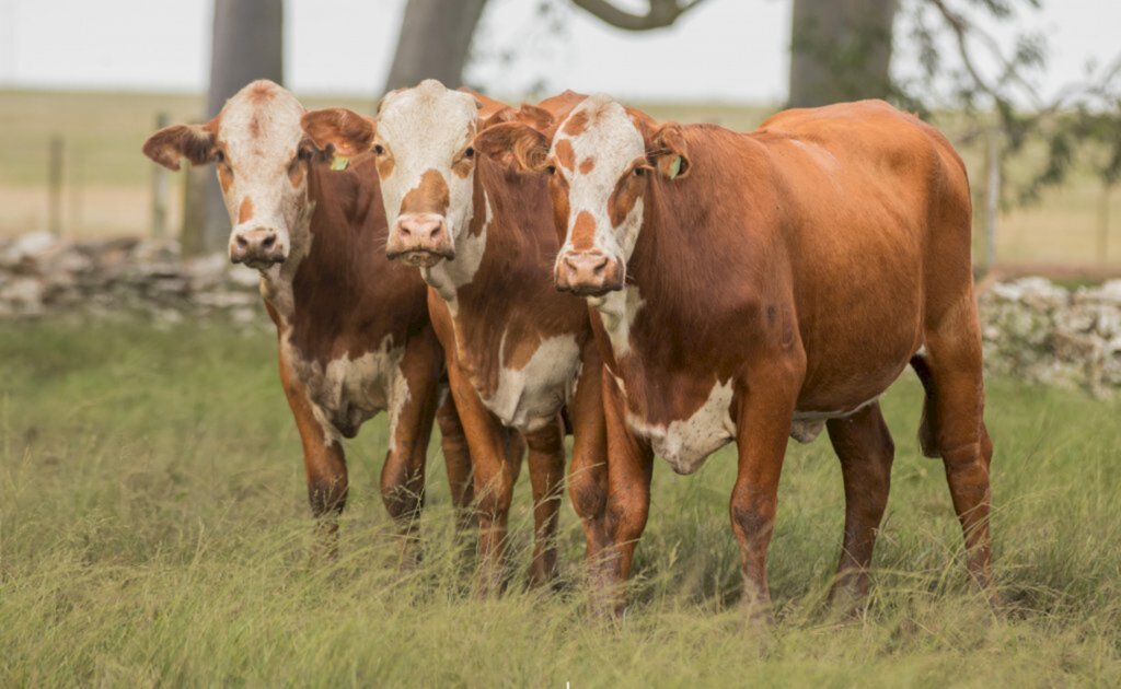 Conexão Delta G é contra antecipação de retirada de vacina no RS