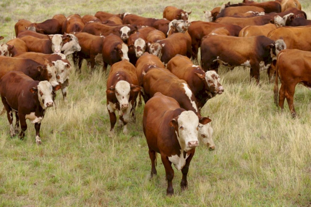 Chuvas após a estiagem podem aumentar infestação de carrapatos