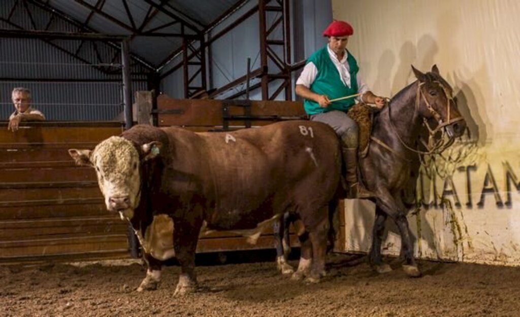 Cenário econômico motiva investimentos na Primavera da Pecuária