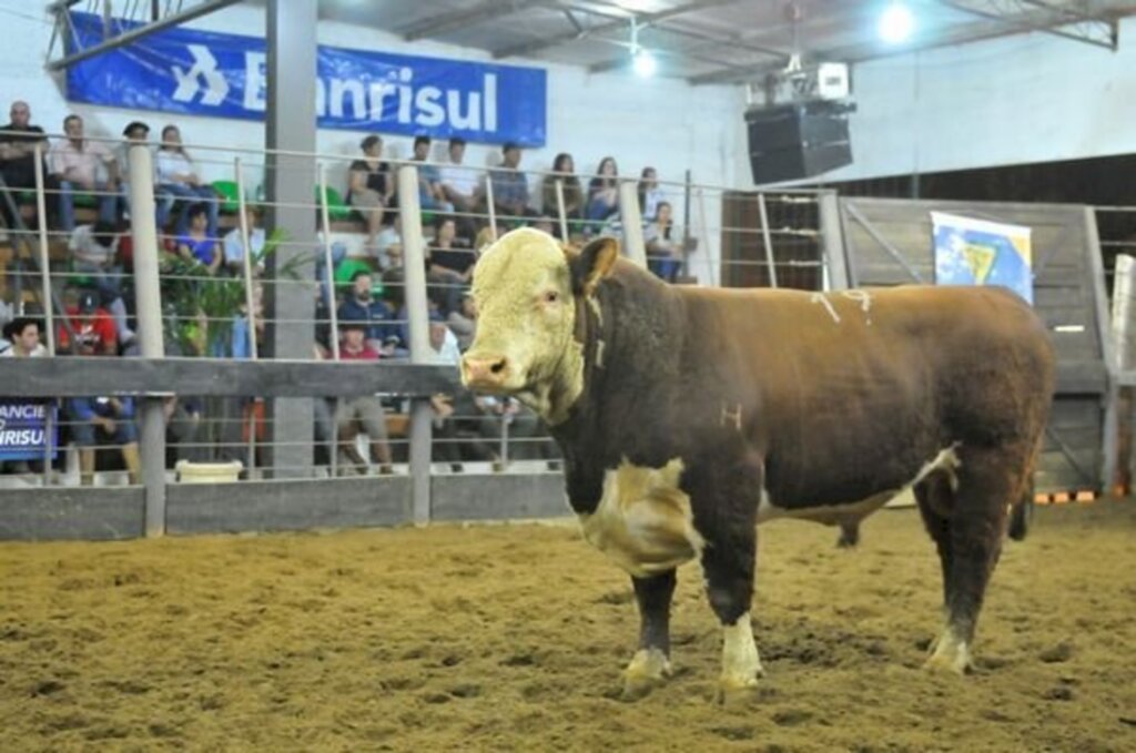 Fomento no Brasil Central deve estimular procura por Hereford e Braford