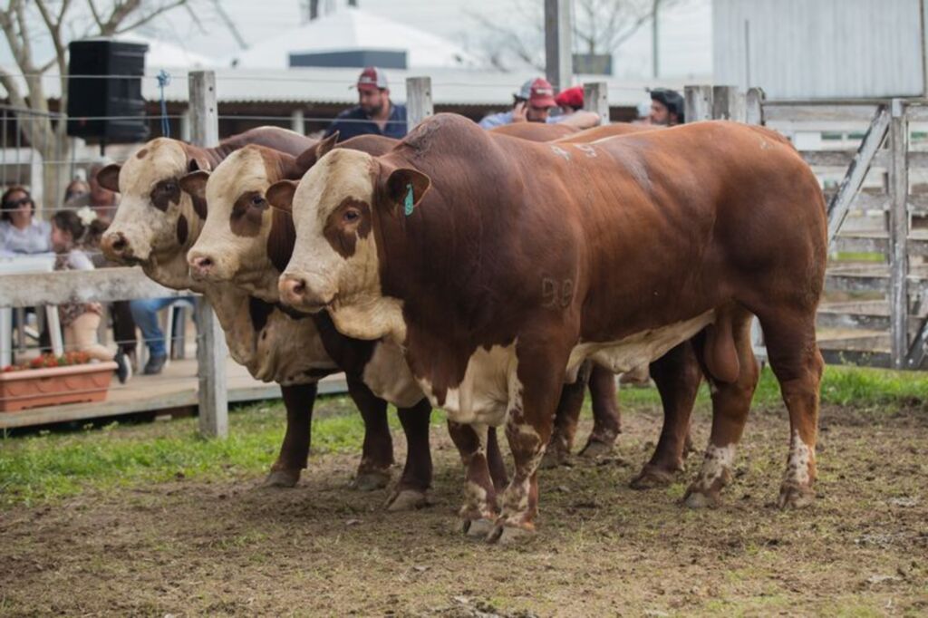 Hereford e Braford chegam com alta em animais inscritos