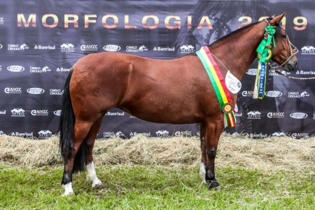 Alto nível marca Exposição Passaporte do Cavalo Crioulo em Londrina