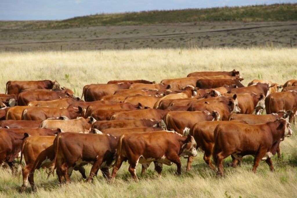 Chegada do frio requer cuidados no manejo dos bovinos de corte