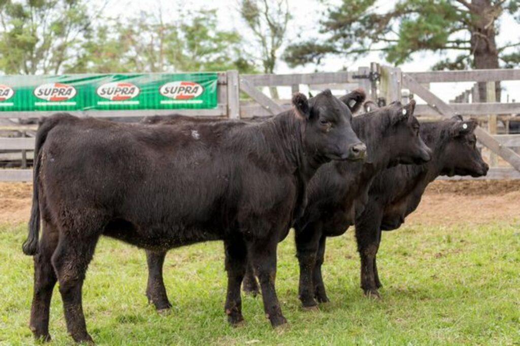 Melhoradores de rebanho Angus são destaque em Expofeira centenária de Bagé