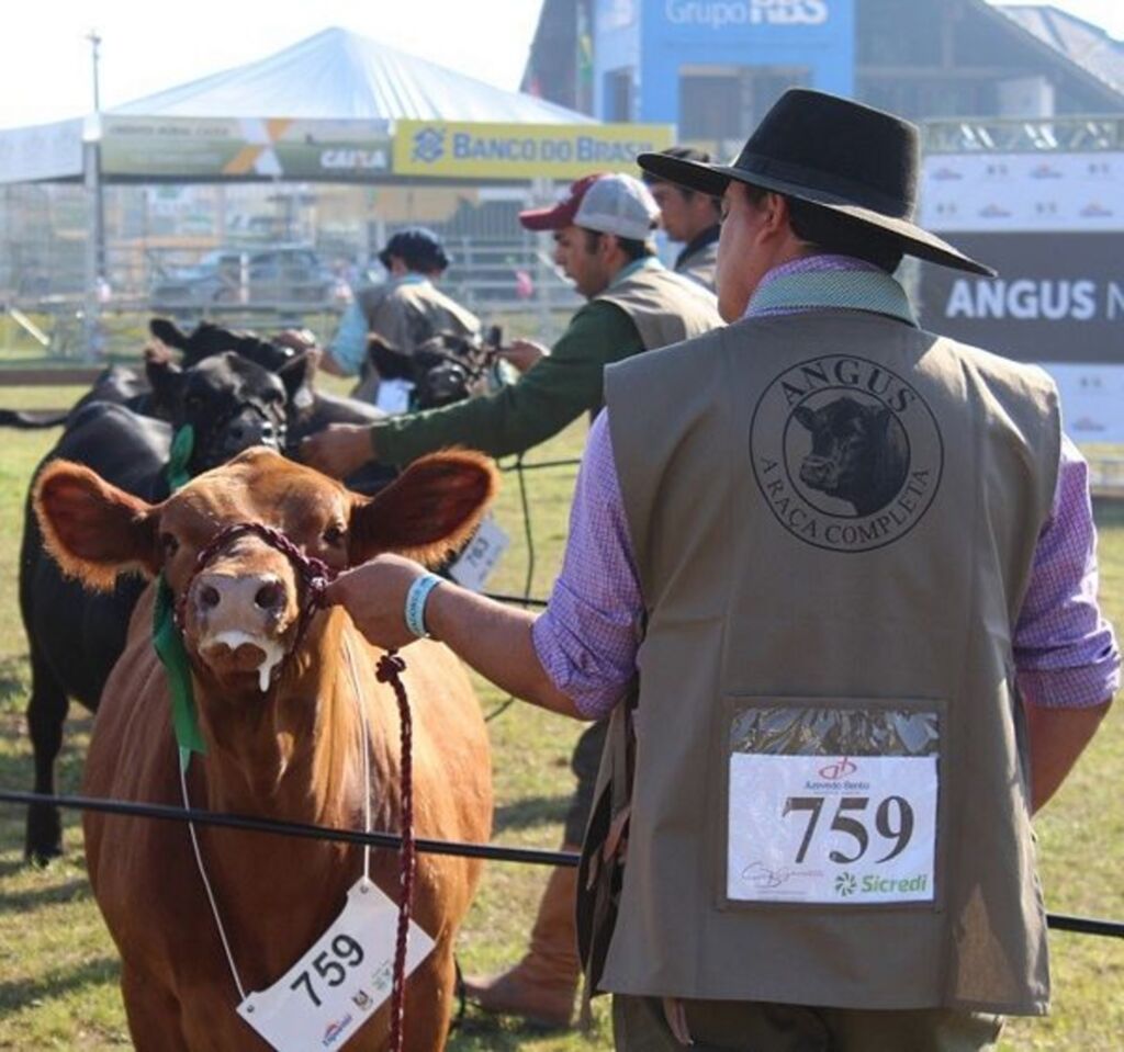 Pansul, Casa Branca e Soldera se destacam no Ranking Angus de 2018