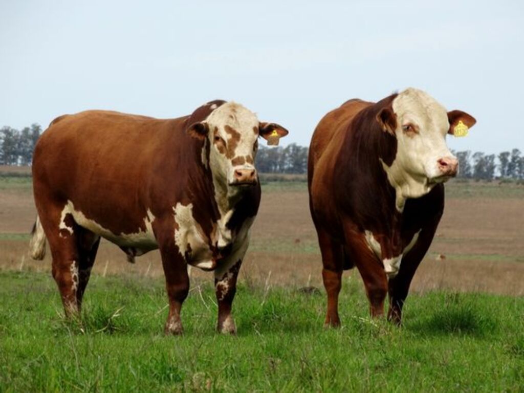 Conexão Delta G consolida presença no mercado nacional de touros