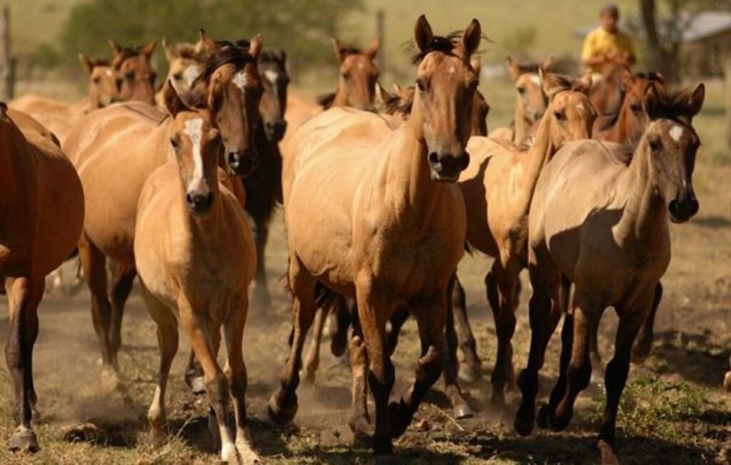 Pré-inscrições abertas para capacitação em diagnóstico do mormo