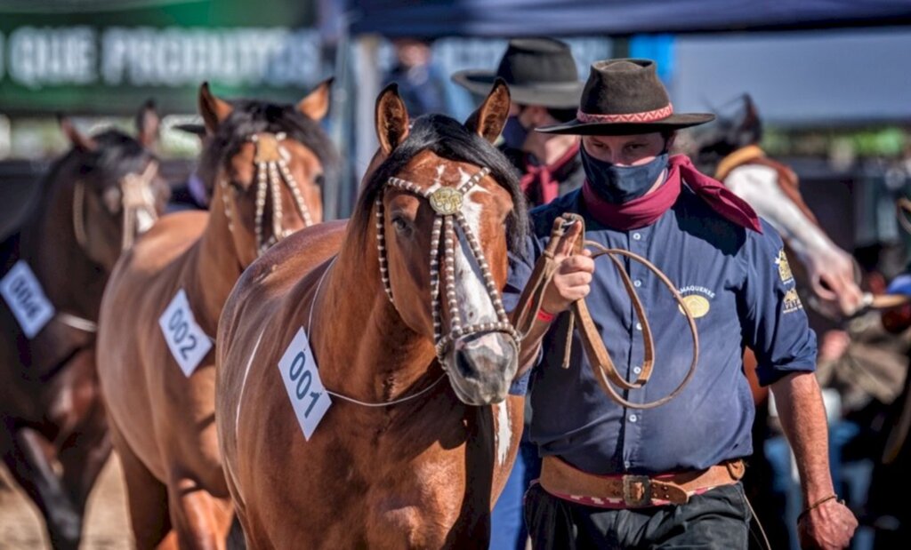 Morfologia Passaporte Outonal reabre ciclo do Cavalo Crioulo em Esteio