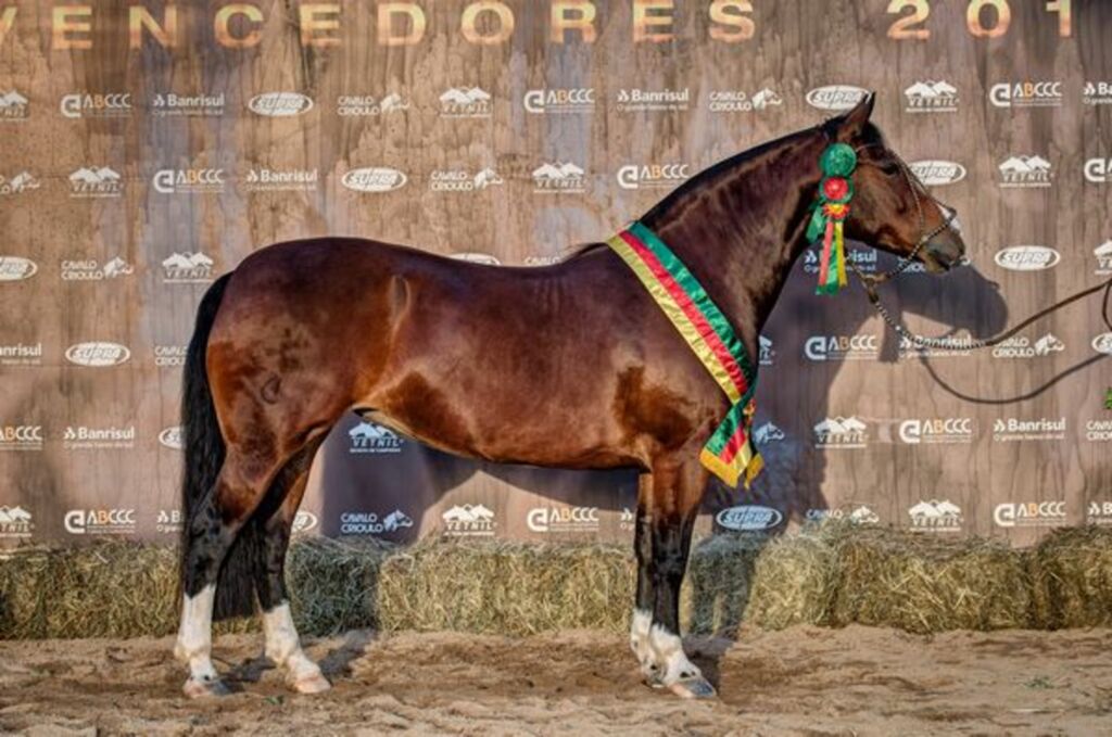 Morfologia premia os melhores da raça Crioula na Expointer 2018