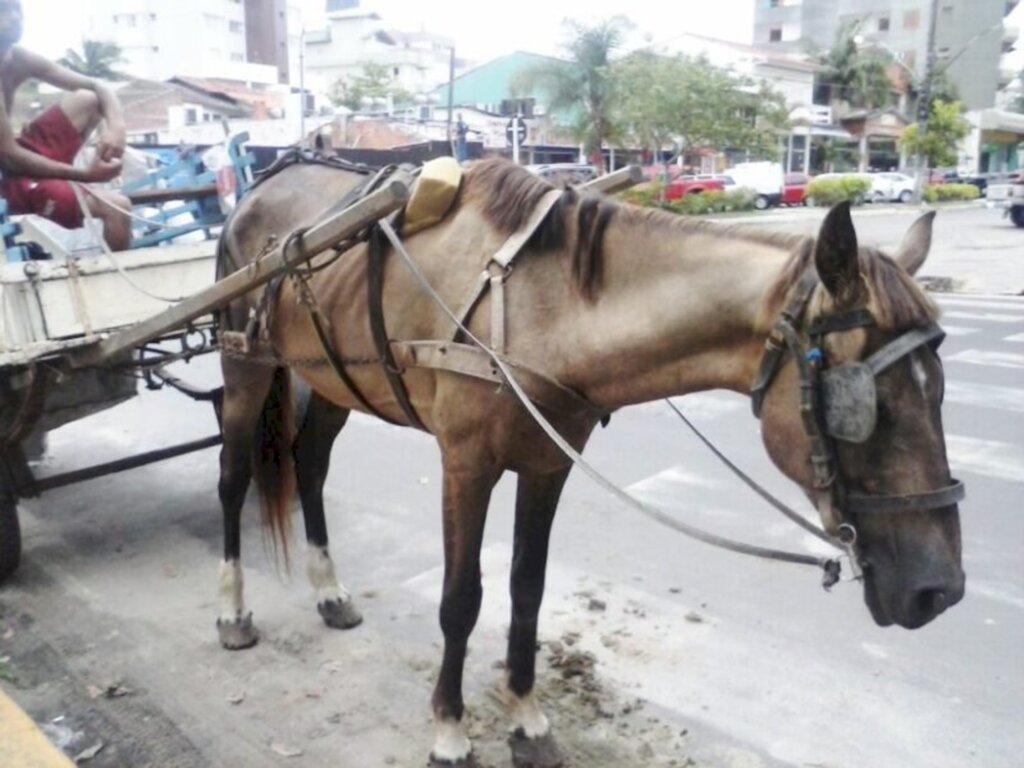 Câmara arquivará PL prevê extinção de carroças em dois anos