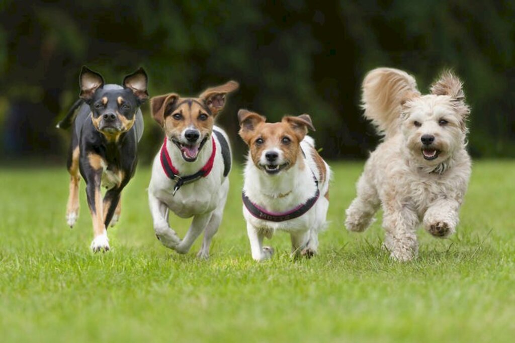 Câmara aprova criação de espaço público para cães