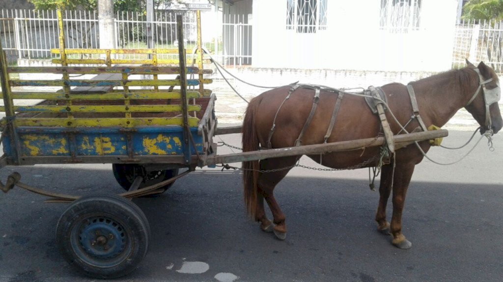 Projeto prevê extinção de carroças na área urbana