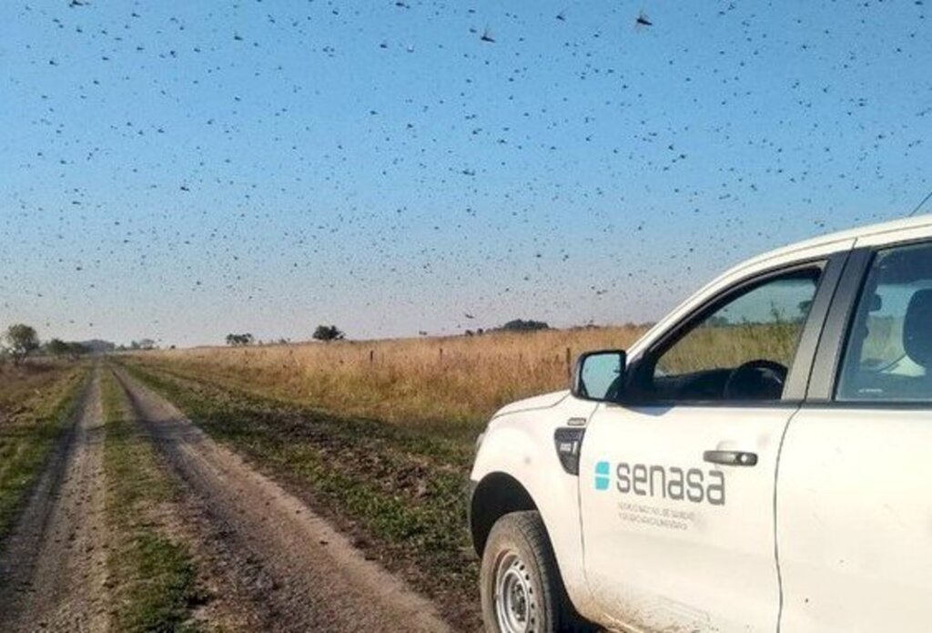 Ministério da Agricultura declara emergência fitossanitária no RS e SC