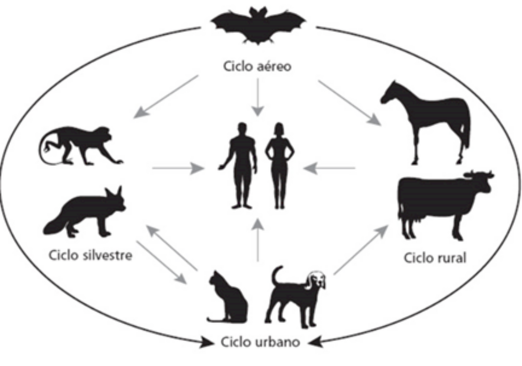 Divulgação - Há quatro ciclos de transmissão da raiva