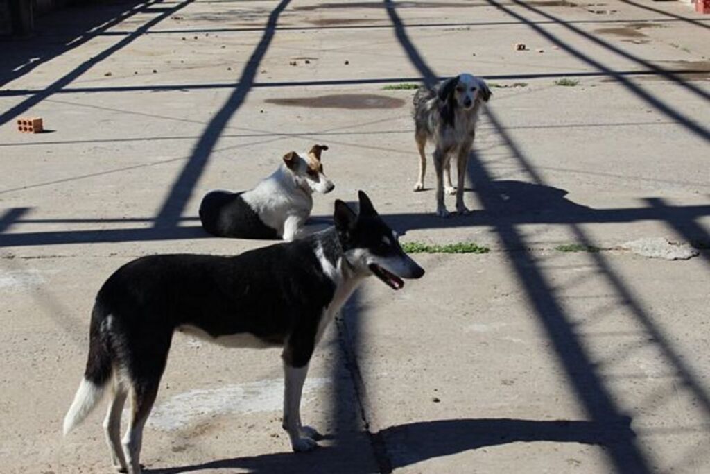 Feira de doação de animais do Canil Municipal será realizada em dezembro