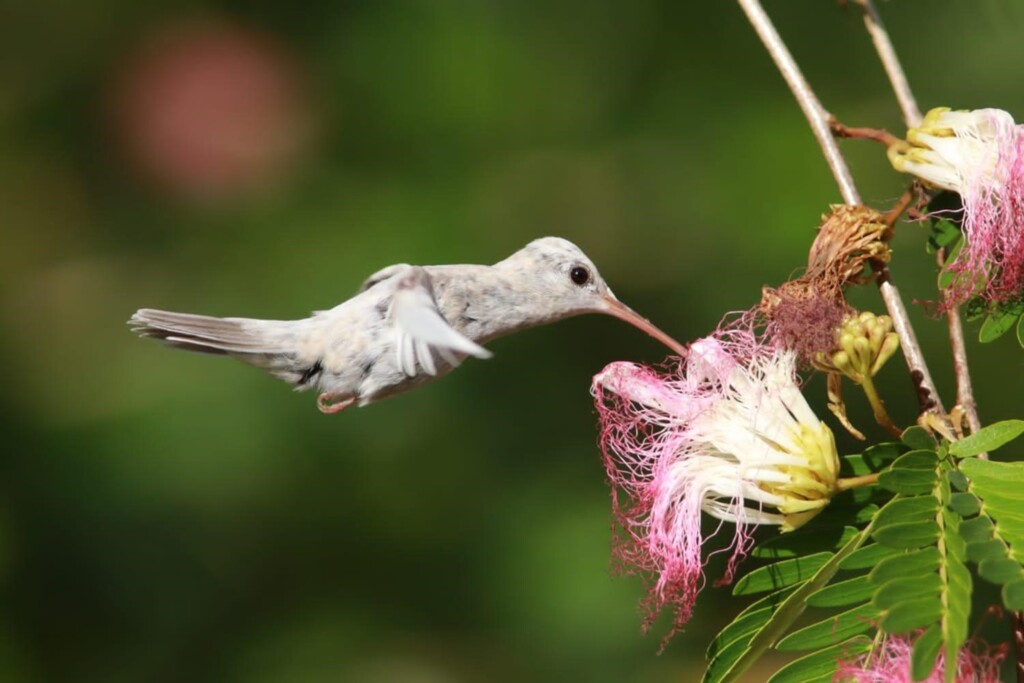 Fato inédito no mundo: beija-flor com plumagem rara é registrado em reserva de proteção no Sul da Bahia