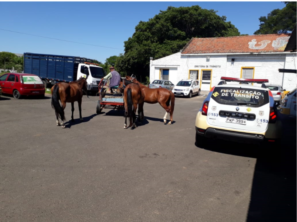 Segtram apreendeu mais de 50 cavalos desde o início do ano