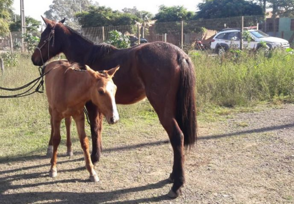 BM recupera animais furtados