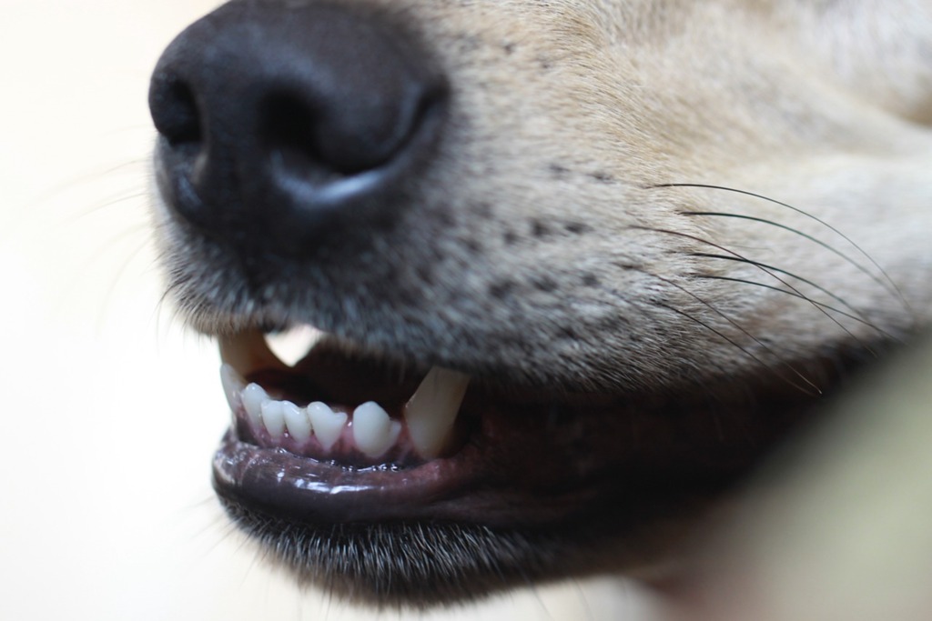 Veja dicas de como prevenir a periodontite nos pets