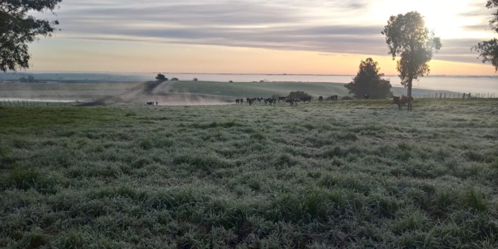 Sérgio Hubert/Especial FS - Geada, cerração, e gado. Os encantos na natureza na Colônia Nova