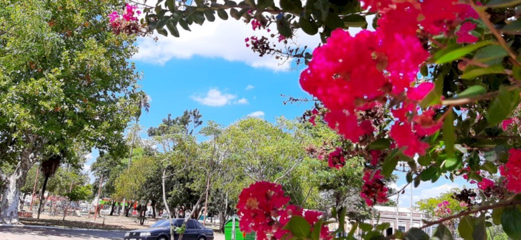 Márcia Sousa - Ruas floridas da Rainha da Fronteira encantam os apreciadores da natureza