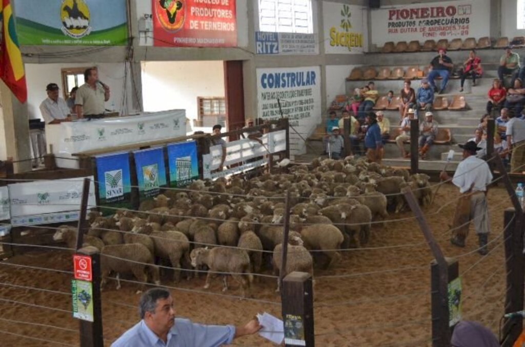 Feovelha enaltece e valoriza o setor de ovinocultura
