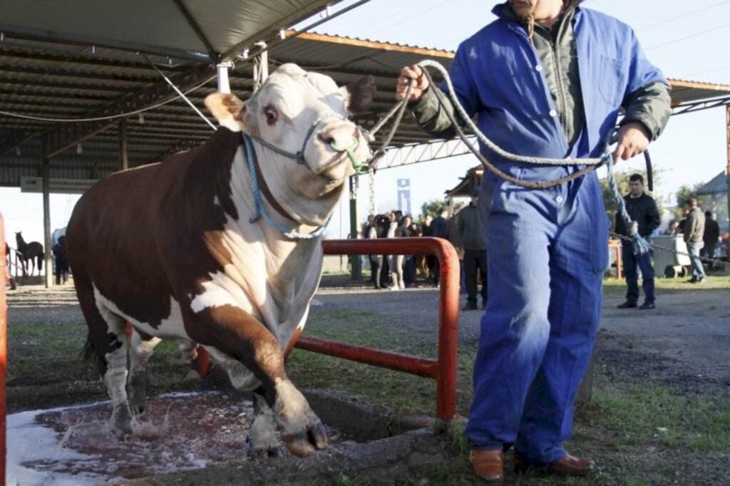 Reprodução/Internet - De bovinos de corte haverá 16 raças presentes no Parque Assis Brasil