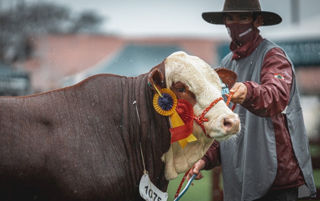 Gustavo Rafael/Especial - Posantes animais fazem a diferença no Parque Assis Brasil