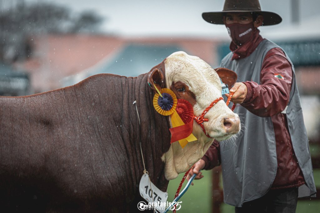 Inscrições para raças Hereford e Braford encerram nesta sexta-feira