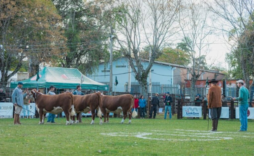 Gustavo Rafael/Especial - Qualidade dos animais foi evidenciada na pista