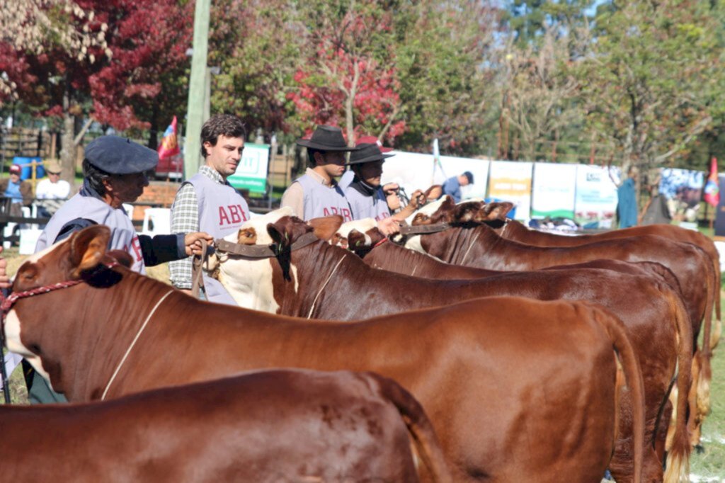 Animais Hereford e Brafrod cruzam as porteiras da Rural