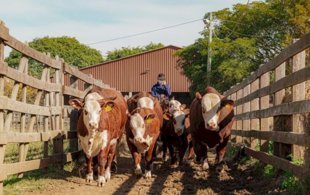 Douglas Salgueiro/Especial FS - Feira reúne bovnos das raças Hereford e Braford do Brasil