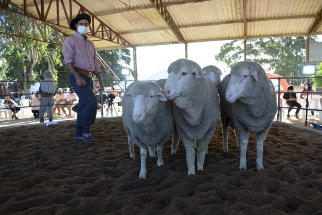 Gislene Farion/Especial FS - Melhor do que é produzido nas cabanhas estiveram em exposição