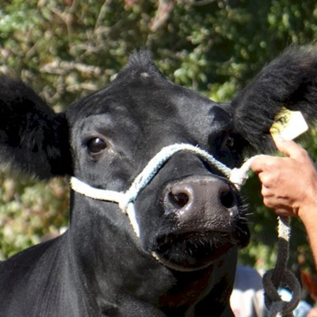 Rústicos voltam a participar da Expofeira de Bagé