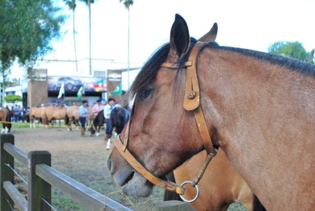 Arquivo - Pujança do cavalo Crioulo é um dos maiores atrativos da feira