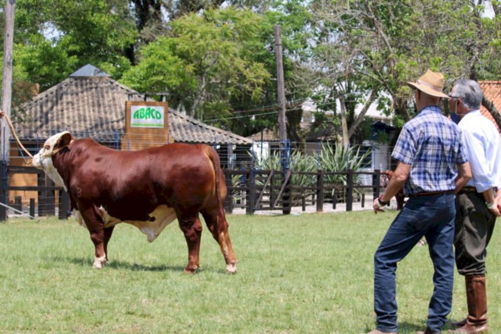 Abertas inscrições para raças Hereford e Braford na expofeira de Bagé