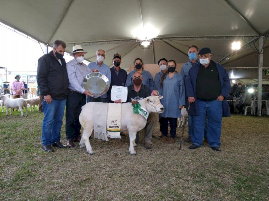 Divulgação/Arco - Amado 698 da raça Texel vence pela segunda vez consecutiva