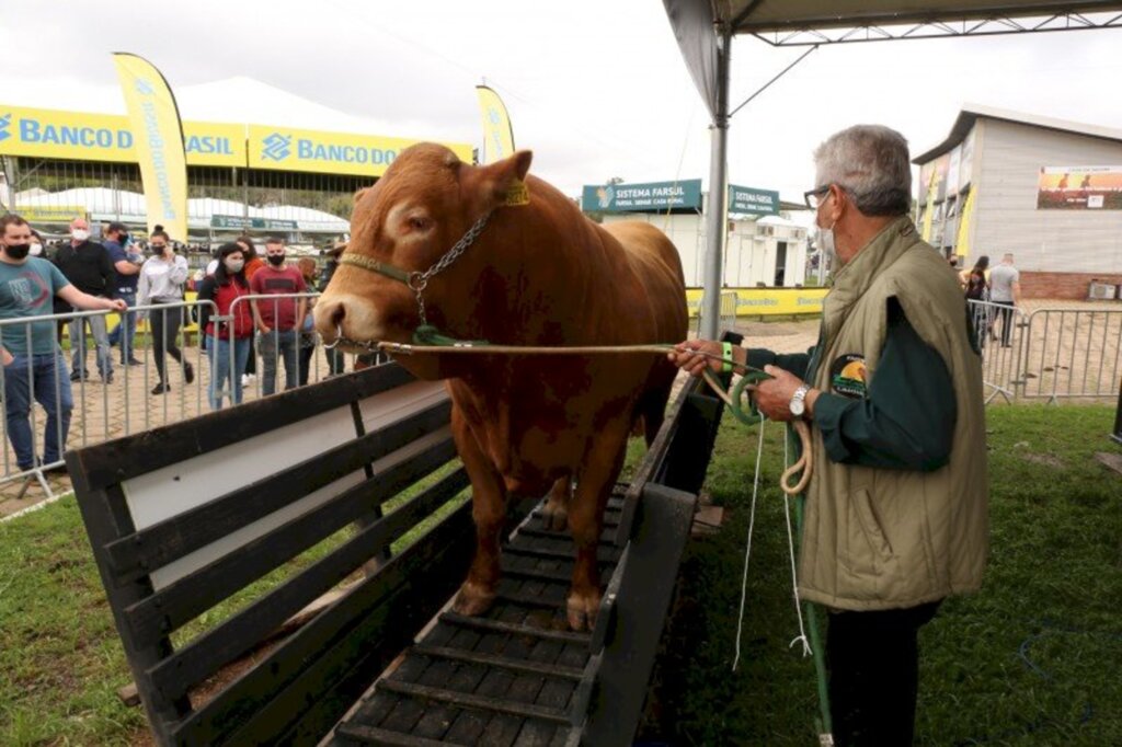 Animais Hereford e Braford são recebidos no  Parque Assis Brasil