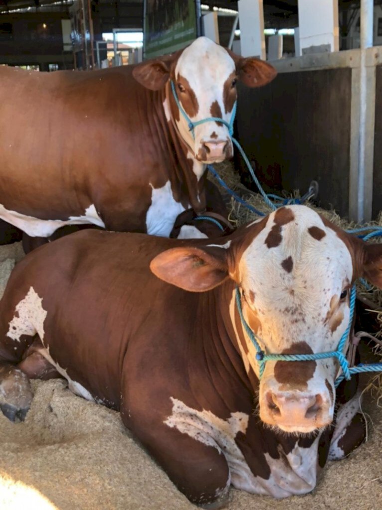 Divulgação/ABHB - Pujança dos animais encanta compradores e visitantes