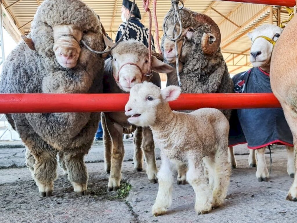 Filhote de dois dias é um dos primeiros a chegar no parque