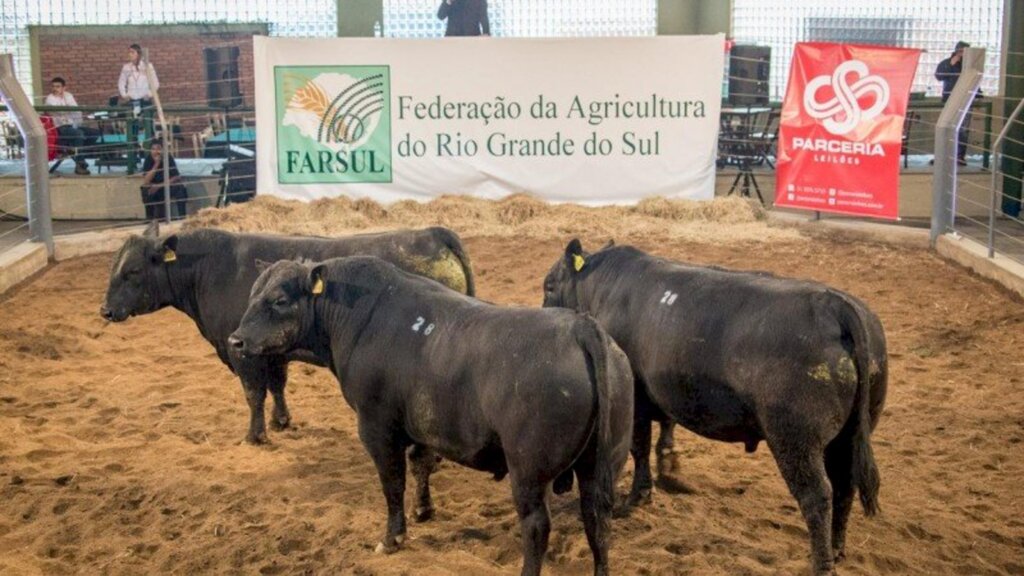 Mais de 100 animais Angus participam da Expointer