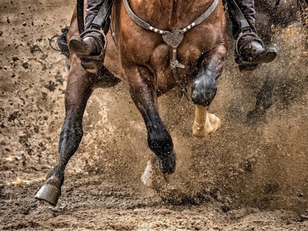 Reprodução/Internet - Cavalos do município tem boas chances ao Freio de Ouro