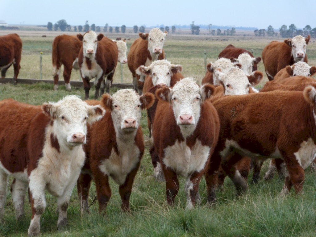 Aumenta representatividade da raça Hereford na Expointer