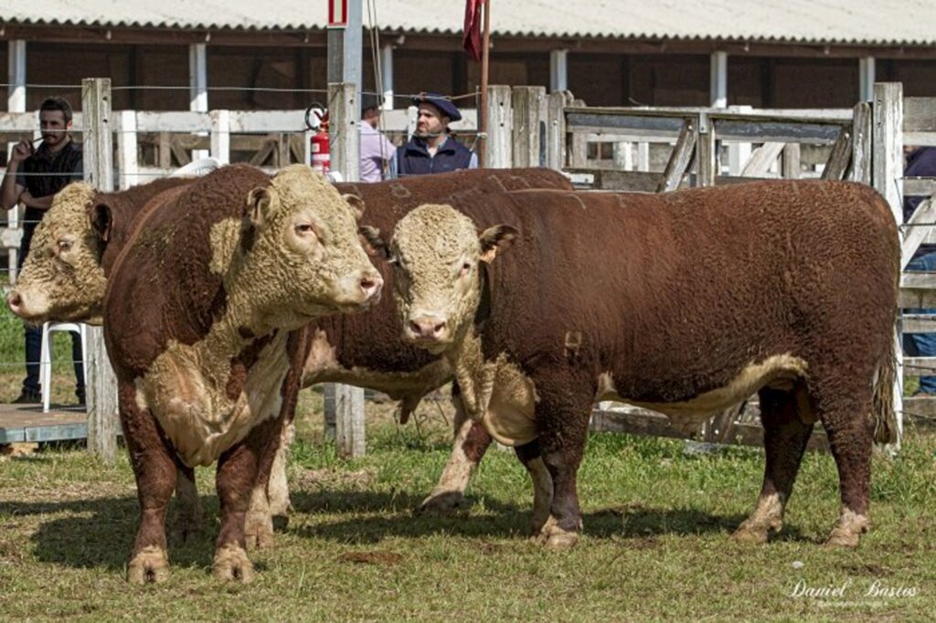 Jurados das raças Hereford e Braford são definidos